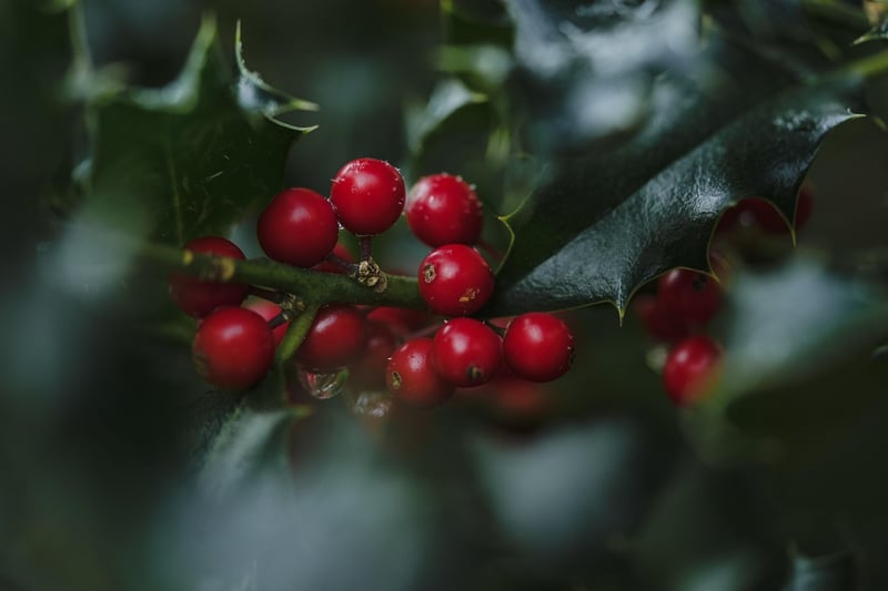 Woodland Desserts