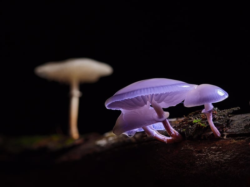 Woodland-Inspired Cuisine